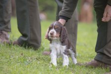 Hundepräsentation 2019